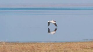 В селах Атырау количество заболеваний растет из-за понижения уровня Каспийского моря