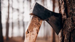 В Жетысуйской области был вырублен целый лес