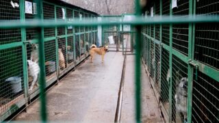 30-градусный мороз едва не заморозил реабилитационный центр для бездомных животных в Павлодаре