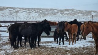 Адайская лошадь: новый национальный бренд Казахстана
