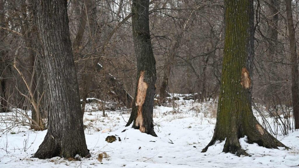 Фото: Акимат Алматы