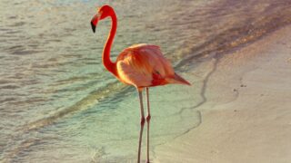 Блогер из Актау приютил потерявшегося фламинго