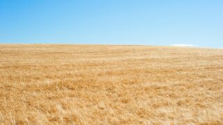 Депутаты Мажилиса РК требуют проверить деятельность Продкорпорации