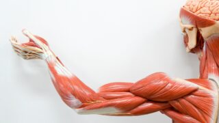 Исследование: повреждение спинного мозга приводит к потере мышечной массы