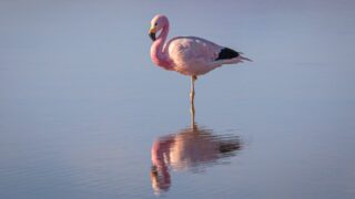 Как сложилась судьба спасенного фламинго в Алматинском зоопарке