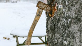 Какой штраф грозит за незаконно срубленную елку на Новый год