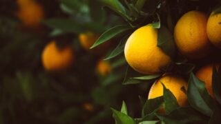 Китай, Пакистан и Турция являются основными поставщиками мандаринов в Казахстан