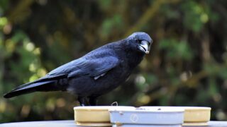 Названа птица с памятью, сопоставимой с памятью человека