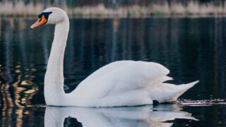 Обнаружено 30 мертвых лебедей у берегов озера в Мангистау