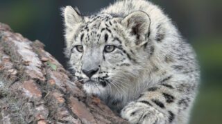 Опровергнуты слухи о резком сокращении численности снежных барсов в Казахстане