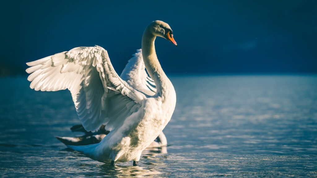 Фото: Unsplash