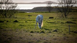 Павлодарские полицейские нашли стадо лошадей, которые находились на свободном выпасе