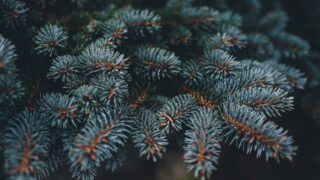 Похититель живой ели задержан в Таразе