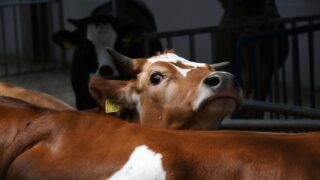 Посредников в сфере животноводства призывают сократить призывают в Минсельхозе Казахстана