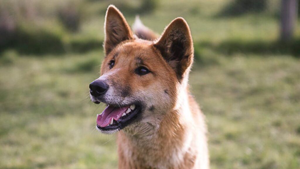 Фото: wandi_dingo/Instagram