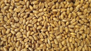 Стоимость мирового продовольствия в ноябре снизились на 10,7%