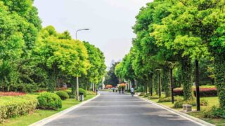 Ученые обнаружили метод для улучшения здоровья и укрепления деревьев в городе