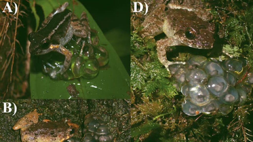 Фото: Frederick et al., doi: 10.1371/journal.pone.0292598.