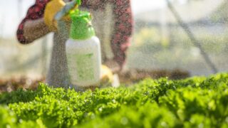 В Казахстане планируют пересмотреть субсидии для тепличных хозяйств