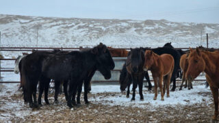 В Казахстане появился новый национальный бренд