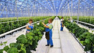 В Шымкенте и Туркестанской области тепличным хозяйствам выплатили субсидий свыше 900 млн тенге