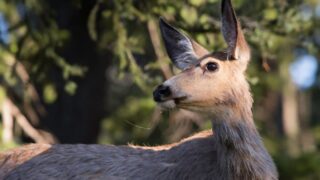 Вирус-зомби поразил Оленя в США. Он может перейти к человеку