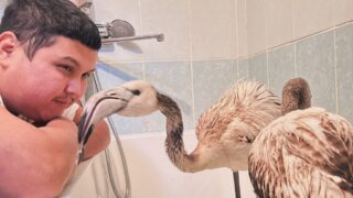 Во время перелета в Алматинский зоопарк выжил только один из спасенных птенцов фламинго