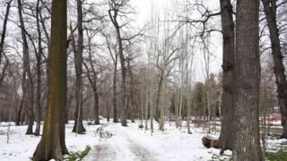 Вырубка деревьев в роще Баума идет по санитарному плану 2021 года — ученый