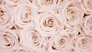 Более 4000 роз сожжены в аэропорту Караганды