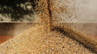 Россия с 20 октября снимет запрет на поставки пшеницы из Казахстана