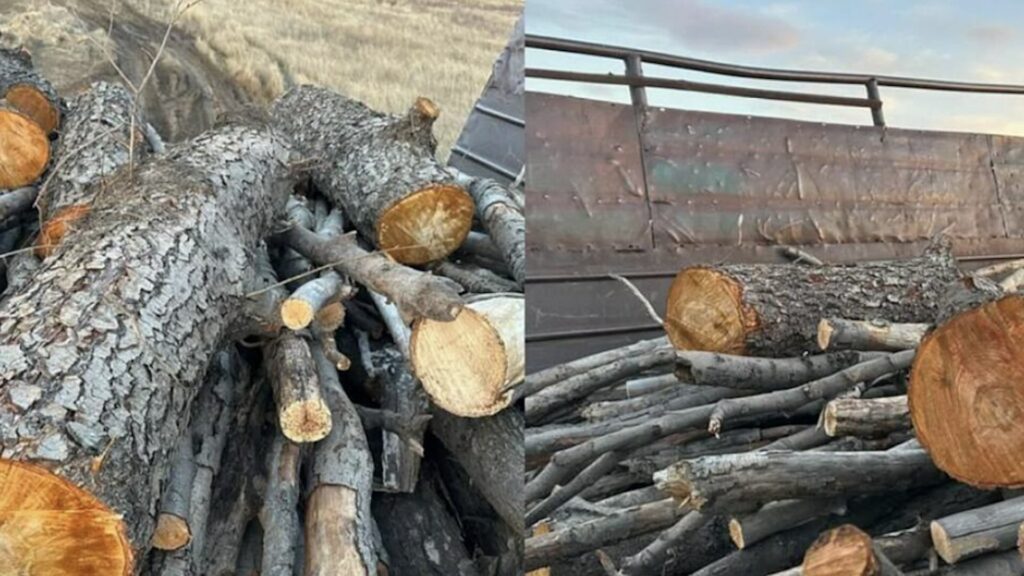 Для компенсации вырубки, произведенной карагандинским предприятием, требуется посадить более 7 тысяч деревьев