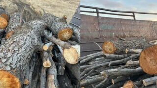 Для компенсации вырубки, произведенной карагандинским предприятием, требуется посадить более 7 тысяч деревьев