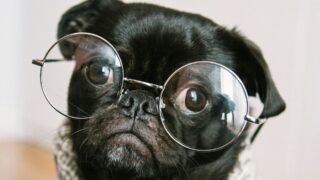 Как простым способом оценить зрение собак?