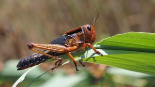 Казахстан и Китай объединяют усилия в борьбе с саранчовыми нашествиями