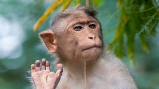 Клонирование макаки-резуса: китайские ученые раскрыли методику клонирования «овечки Долли»