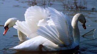 Куда девают туши погибших лебедей в Мангистауской области