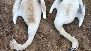 МАЭК выделит миллионы на мониторинг шор Караколь