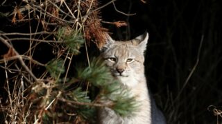 На территорию детского сада в Череповце проникла дикая рысь