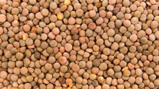 Нут и чечевицу стали больше экспортировать из Казахстана