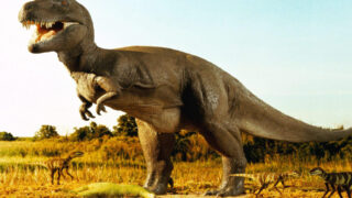 Обнаружены останки неизвестного вида тираннозавров в США