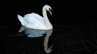 Обнаружены загрязняющие вещества в озере Караколь