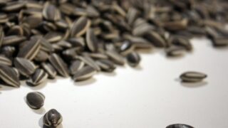 Ограничение экспорта подсолнечника беспокоит фермеров в Павлодарской области