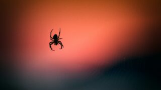 Перспективы использования вещества из паучьего яда в лечении инфаркта: новые исследование