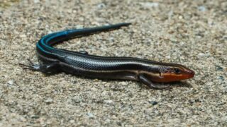 Почему некоторые виды животных продолжают уменьшаться?