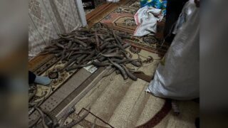 Полиция изъяла более 200 рогов сайги у жителей ЗКО