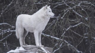 Редкий белый волк попал в фотоловушку в Мангистау