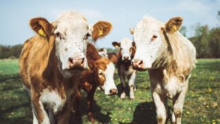 Россия разрешила импорт продукции животноводства из Казахстана