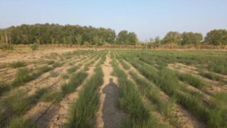 Стало известно, сколько саксауловых насаждений высадят на дне Арала в 2024 году