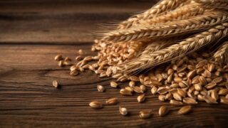 Регионам Казахстана не хватает газа для сушки зерна и оперативной приемки урожая