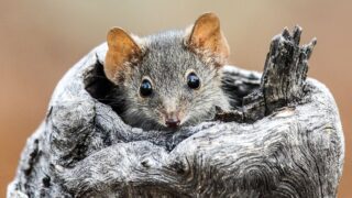 Ученые нашли мышей, которые после спаривания превращаются в каннибалов